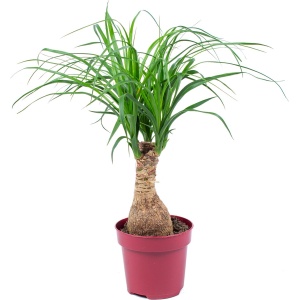 Beaucarnea 'Recurvata' | Olifantspoot per stuk - kamerplant in kwekerspot ⌀12 cm - 35 cm