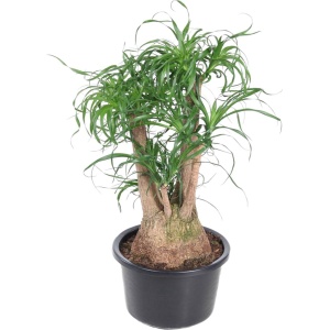 Beaucarnea vertakt - 100 cm - ⌀38