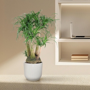Beaucarnea vertakt - 110 cm - ⌀41
