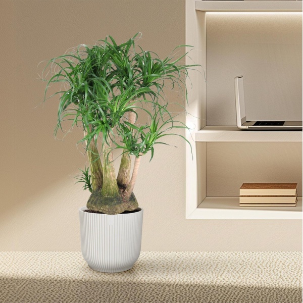 Beaucarnea vertakt - 110 cm - ⌀41