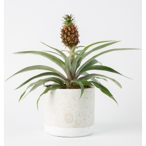 BloomGift | Kamerplanten | Ananas Amigo | Incl. pot | Antisnurkplant | 40cm | ⌀ 13 cm