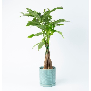 BloomGift | Kamerplanten | Pachira Aquatica | Geldboompje | 45cm | ⌀ 13 cm