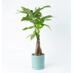 BloomGift | Kamerplanten | Pachira Aquatica | Geldboompje | 45cm | ⌀ 13 cm
