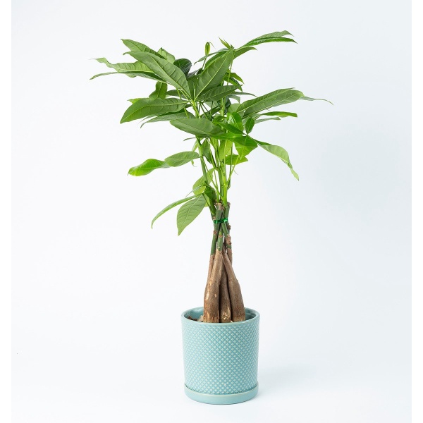 BloomGift | Kamerplanten | Pachira Aquatica | Geldboompje | 45cm | ⌀ 13 cm