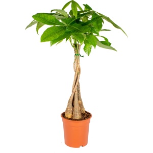 Bloomique - Pachira Aquatica - Geldboom - Watercacao - Kamerplanten - Luchtzuiverend - Gemakkelijk in onderhoud - 60-70 cm Hoog - Pot 17 cm