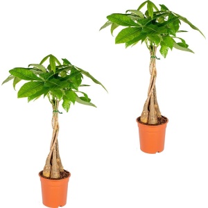 Bloomique - Set van 2 - Pachira Aquatica - Geldboom - Watercacao - Kamerplanten - Luchtzuiverend - Gemakkelijk in onderhoud - 60-70 cm Hoog - Pot 17 cm