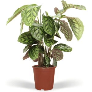 Calathea Flamestar - ⌀19 - 70cm - Pauwenplant