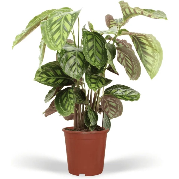 Calathea Flamestar - ⌀19 - 70cm - Pauwenplant