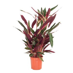Calathea Stromanthe Triostar - 70cm
