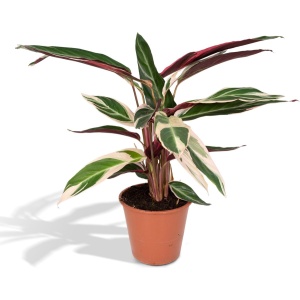 Calathea Triostar - ⌀19 - 70cm - Pauwenplant