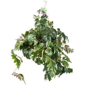 Cissus Ellen Danic - ↨70cm - ⌀17