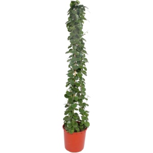 Cissus rotundifolia pyramide - 180 cm - ⌀34