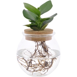 Clusia In Bolglas Met Kurk - Kamerplant Op Water - Hydroponie - Hoogte: 25cm - ⌀12cm - Tafel Decoratie Bruiloft