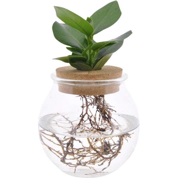 Clusia In Bolglas Met Kurk - Kamerplant Op Water - Hydroponie - Hoogte: 25cm - ⌀12cm - Tafel Decoratie Bruiloft
