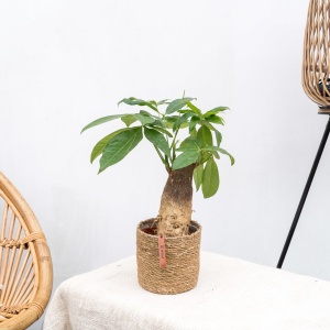 Combi deal 2x Wout S - 30cm
