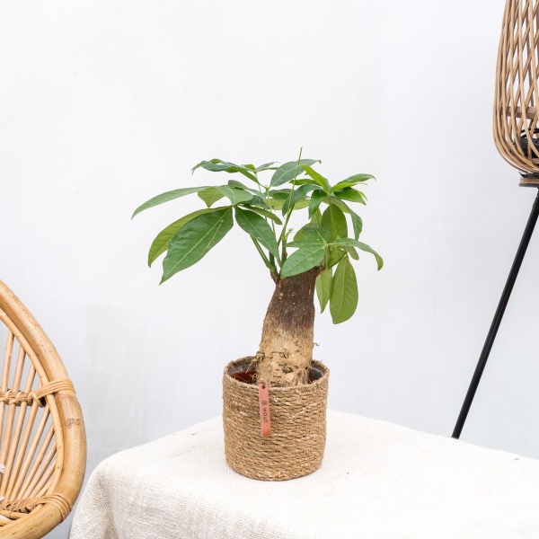 Combi deal 2x Wout S - 30cm