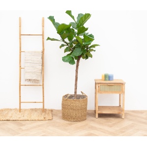 Combi deal - Ficus Lyrata boom XL inclusief mand jack - 170cm