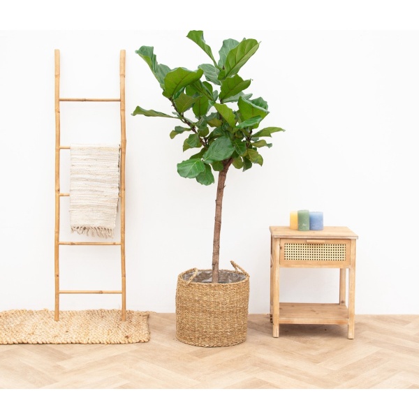 Combi deal - Ficus Lyrata boom XL inclusief mand jack - 170cm