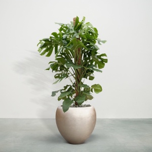 Combideal - Monstera Deliciosa inclusief zelfwaterende pot Nora Matt Light M - 170cm