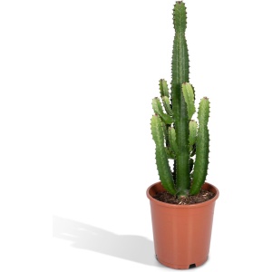 Euphorbia Acruensis - ⌀24 - 60cm - Cactus