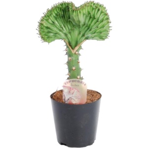 Euphorbia lactea Cristata groen - 35 cm - ⌀12