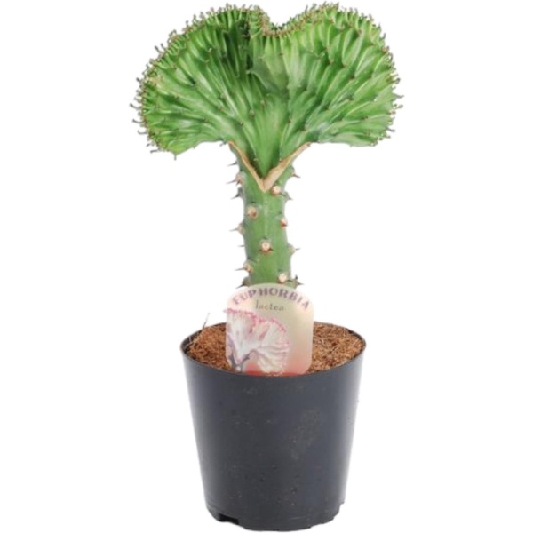 Euphorbia lactea Cristata groen - 35 cm - ⌀12