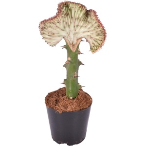Euphorbia lactea Cristata rood - 30 cm - ⌀10,5