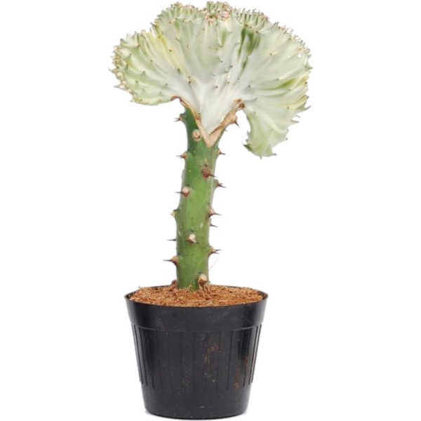 Euphorbia lactea Cristata wit - 30 cm - ⌀10,5