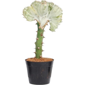 Euphorbia lactea Cristata wit - 35 cm - ⌀12