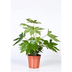 Fatsia japonica - ⌀17cm - 70cm (KERST)
