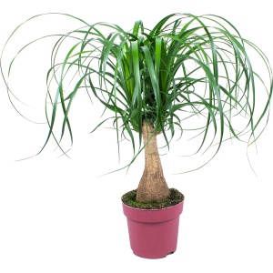 Firenze Bloemenatelier - Beucarnea 'Recurvata' | Olifantspoot per stuk - kamerplant in kwekerspot ⌀19 cm - 60 cm