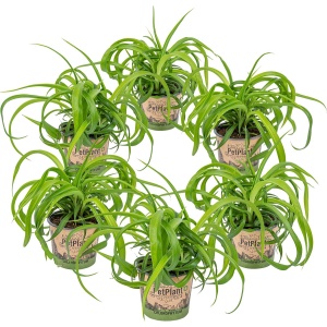 Graslelie | Chlorophytum 'Green Bonnie' 6 stuks - PetFriendly - Kamerplant ⌀12 cm - 25 cm