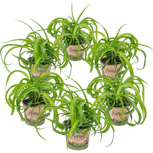 Graslelie | Chlorophytum 'Green Bonnie' 6 stuks - PetFriendly - Kamerplant ⌀12 cm - 25 cm