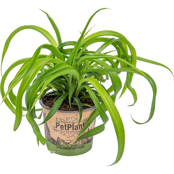 Graslelie | Chlorophytum 'Green Bonnie' per stuk - PetFriendly - Kamerplant ⌀12 cm - 25 cm