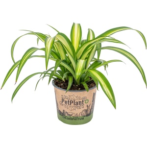 Graslelie | Chlorophytum 'Hawaiian' per stuk - PetFriendly - Kamerplant ⌀12 cm - 25 cm