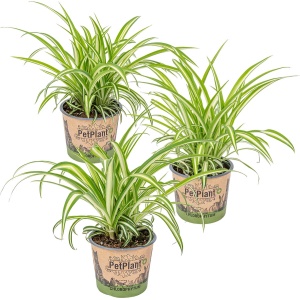 Graslelie | Chlorophytum 'Variegatum' per 3 stuks - PetFriendly - Kamerplant ⌀12 cm - 25 cm
