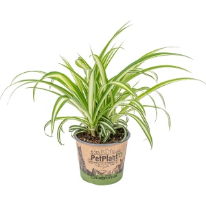 Graslelie | Chlorophytum 'Variegatum' per stuk - PetFriendly - Kamerplant ⌀12 cm - 25 cm