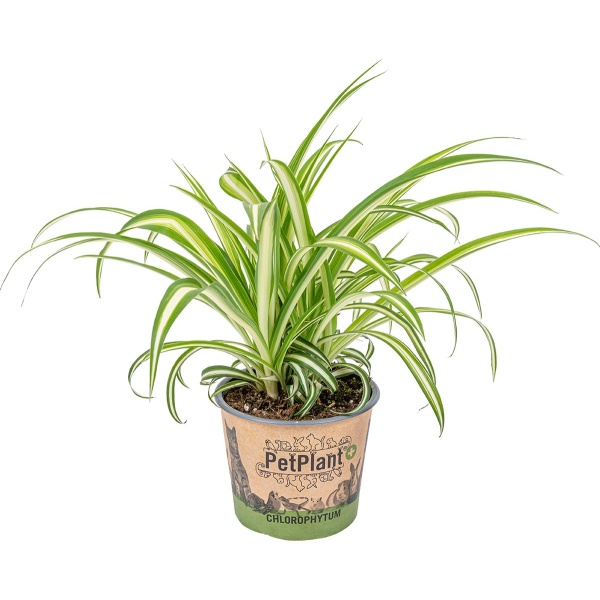 Graslelie | Chlorophytum 'Variegatum' per stuk - PetFriendly - Kamerplant ⌀12 cm - 25 cm