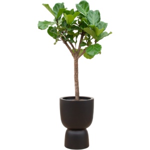 Green Bubble - Ficus Lyrata boom inclusief elho Pure Coupe zwart ⌀41 - 210 cm