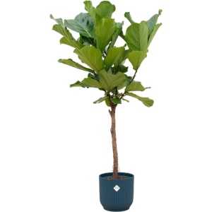 Green Bubble - Ficus Lyrata stam inclusief elho Vibes Fold Round blauw ⌀30 - 160cm