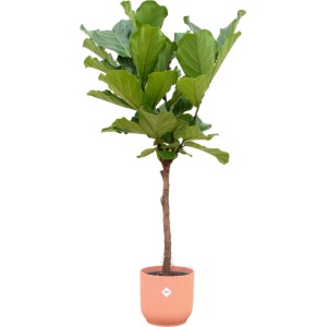 Green Bubble - Ficus Lyrata stam inclusief elho Vibes Fold Round roze ⌀30 - 160cm