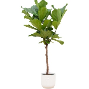 Green Bubble - Ficus Lyrata stam inclusief elho Vibes Fold Round wit ⌀30 - 160cm