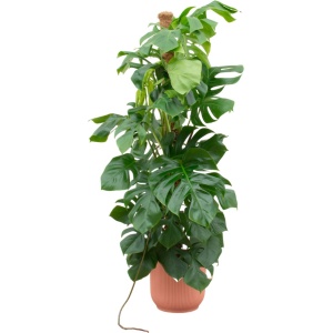 Green Bubble - Monstera Pertusum XL inclusief elho Vibes Fold Round roze ⌀30 - 150 cm