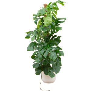 Green Bubble - Monstera Pertusum XL inclusief elho Vibes Fold Round wit - 150 cm