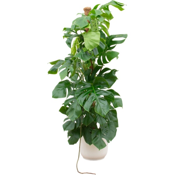 Green Bubble - Monstera Pertusum XL inclusief elho Vibes Fold Round wit - 150 cm