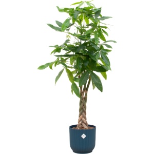 Green Bubble - Pachira Aquatica inclusief elho Vibes Fold Round blauw ⌀30 - 160 cm
