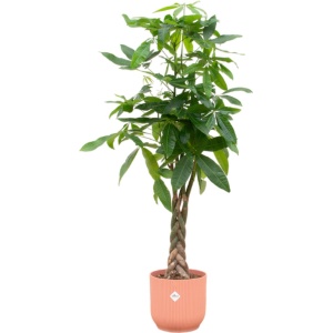 Green Bubble - Pachira Aquatica inclusief elho Vibes Fold Round roze ⌀30 - 160 cm