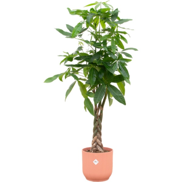 Green Bubble - Pachira Aquatica inclusief elho Vibes Fold Round roze ⌀30 - 160 cm