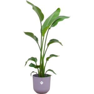 Green Bubble - Strelitzia Nicolai inclusief elho Jazz Round Lavender Lilac ⌀23 - 130 cm
