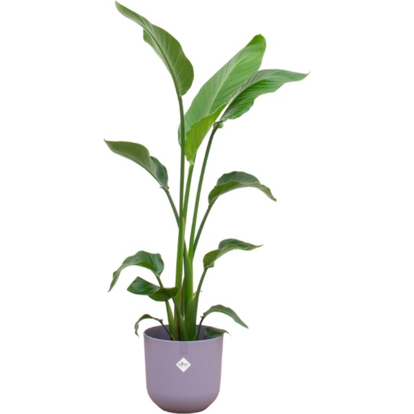 Green Bubble - Strelitzia Nicolai inclusief elho Jazz Round Lavender Lilac ⌀23 - 130 cm
